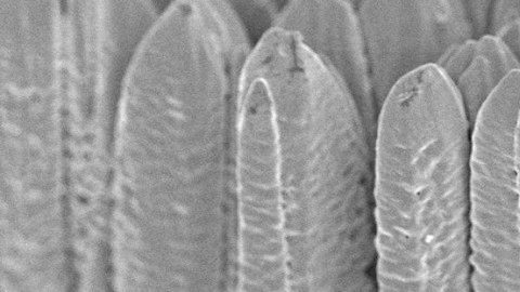 microscopic view of yttria-stabilized zirconia