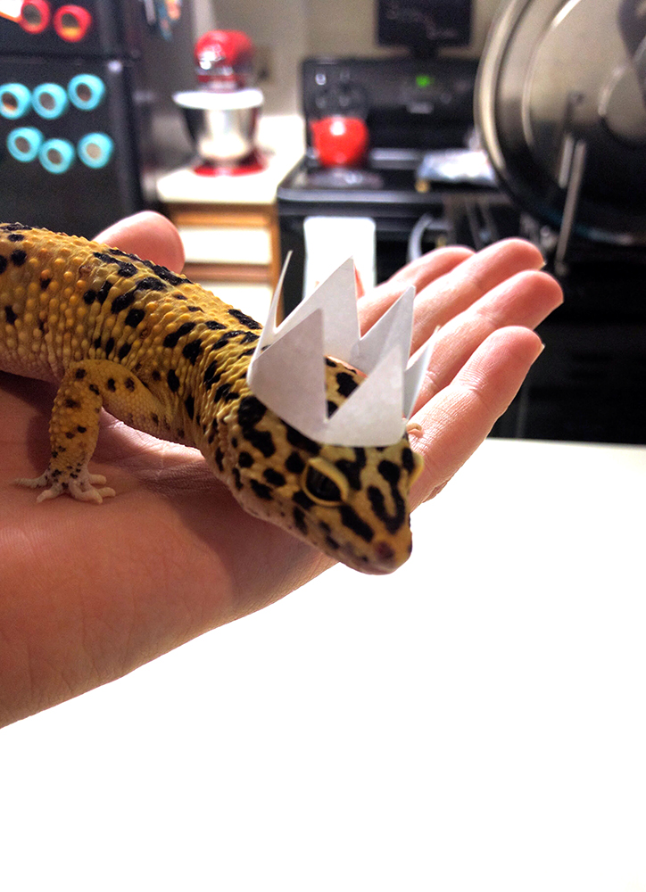 Yellow leopard gecko sitting on a hand while wearing a white paper crown