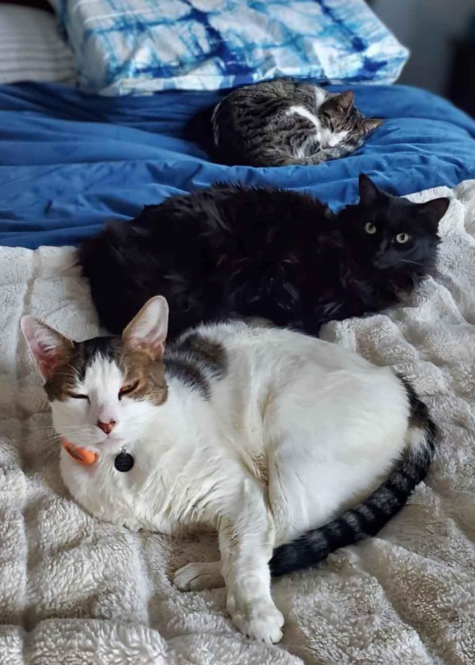 Mila, Benny, and Frankie lounge on the bed